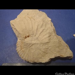 Mantelliceras mantelli