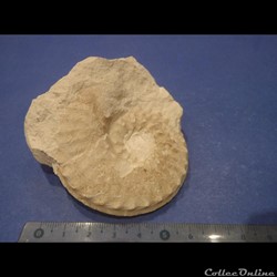 Schloenbachia varians