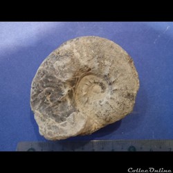 Ammonite indéterminée 15