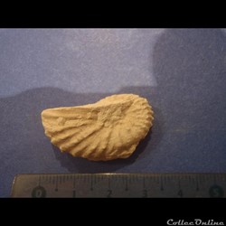 Mantelliceras mantelli