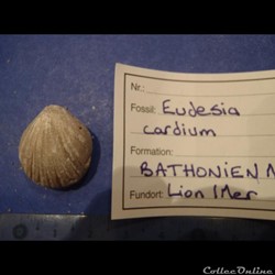 Eudesisa cardium