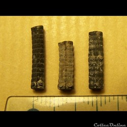 tiges de crinoïdes