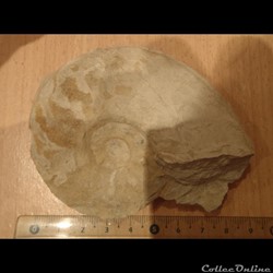 Schloenbachia varians