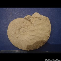 Schloenbachia varians
