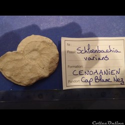 Schloenbachia varians