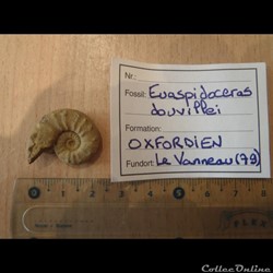 Euaspidoceras douvillei