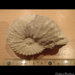 Mantelliceras mantelli