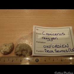 Crénicéras rengeri
