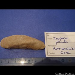 Inoperna plicata