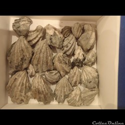 Inoceramus sulcatus 5