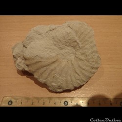 Mantelliceras