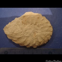 Schloenbachia varians
