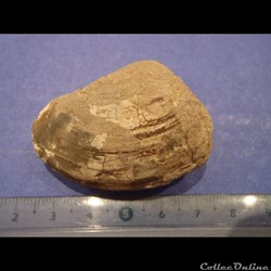 Bivalve indéterminé