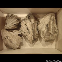 Inoceramus sulcatus 4