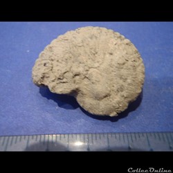 Ammonite indéterminée 17