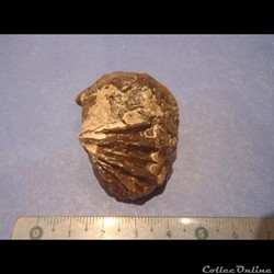 Inoceramus sulcatus 2