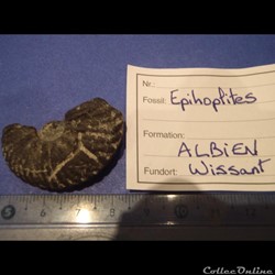 epihoplites