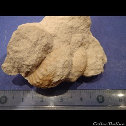 Turrilites sp.