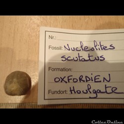 Nucleolites scutatus