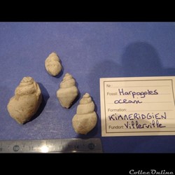 Harpagodes oceani