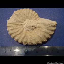 Mantelliceras mantelli