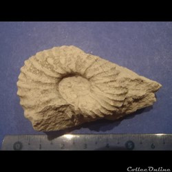 Mantelliceras mantelli