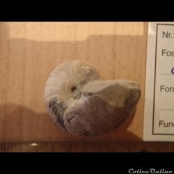 Eutrephoceras clementinum 2