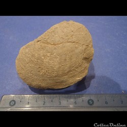 Bivalve indéterminé