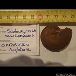 Scaburgiceras scaburgensis