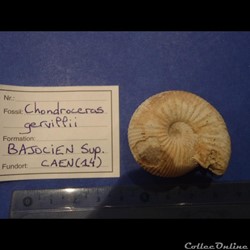 Chondroceras gervillii