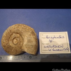 Perisphinctes sp.
