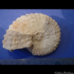 Mantelliceras mantelli