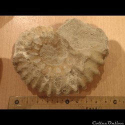 Mantelliceras mantelli