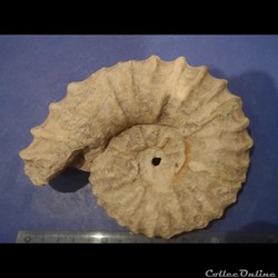 Calycocéras
