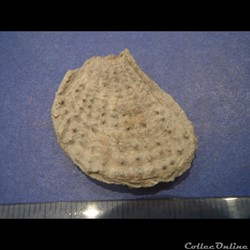 Plicatula radiola