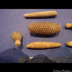 Cidaris florigemma