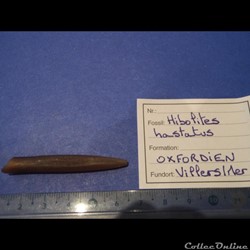 Hibolites hastatus