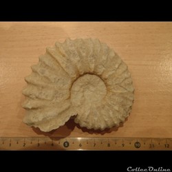 Mantelliceras mantelli