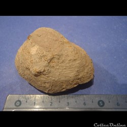 Bivalve indéterminé