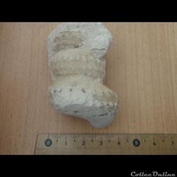 Turrilites sp.