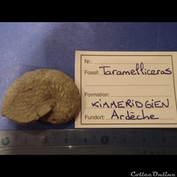 taramellicéras