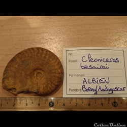 Cleoniceras besarei 4