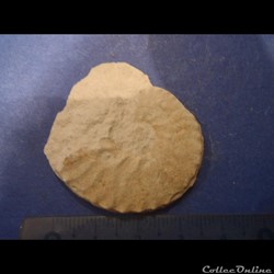 Schloenbachia varians