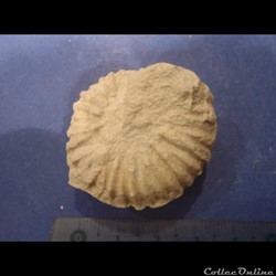 Mantelliceras mantelli