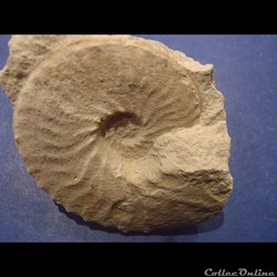Schloenbachia varians