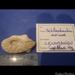 Schloenbachia varians