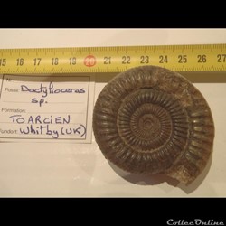 Dactylioceras sp.
