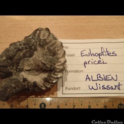 Euhoplites pricei
