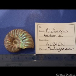 Aioloceras besairiei