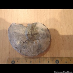 Ammonite indéterminée 3